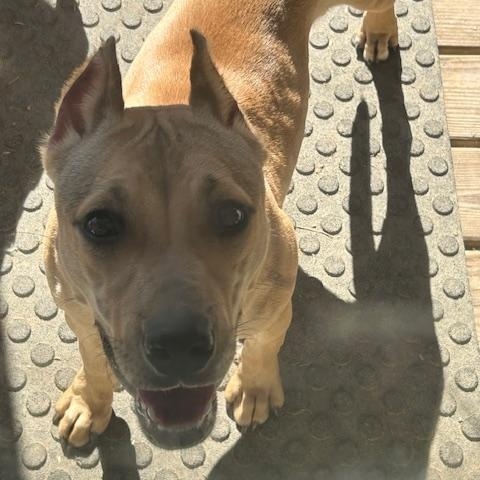 Delta *Courtesy Post*