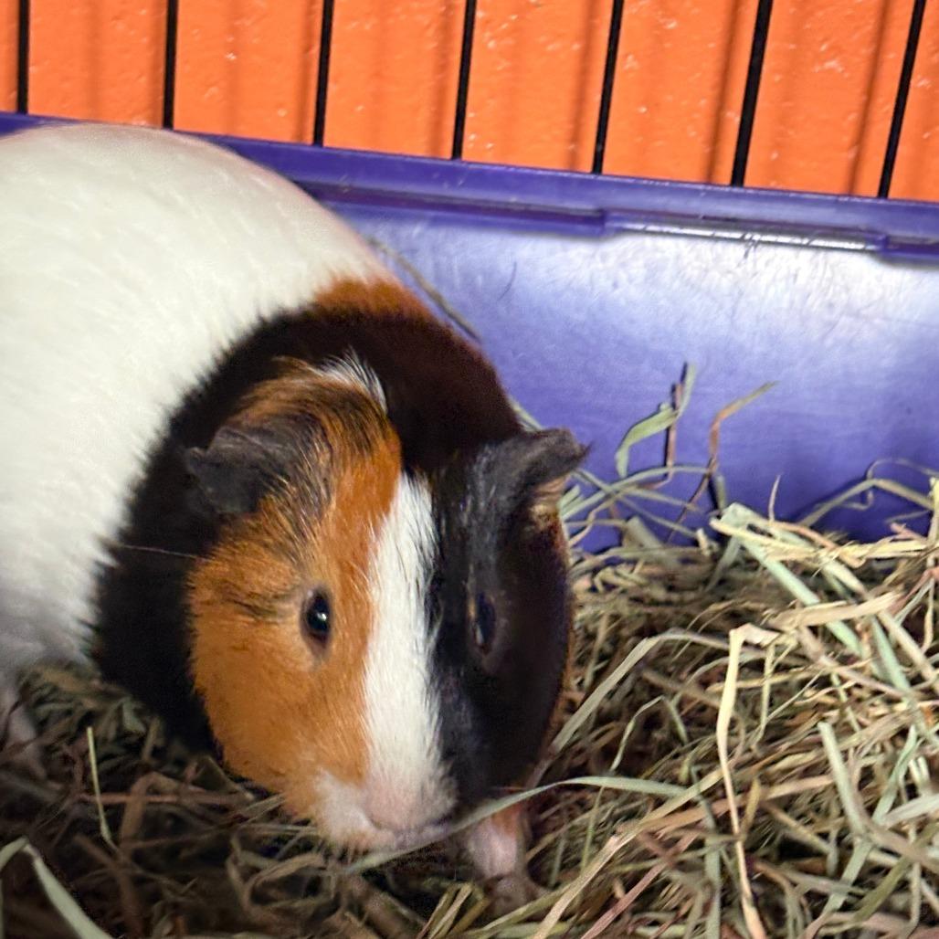 Xxupo, a Adoptable mixed breed in Brockton, MA image 1/2