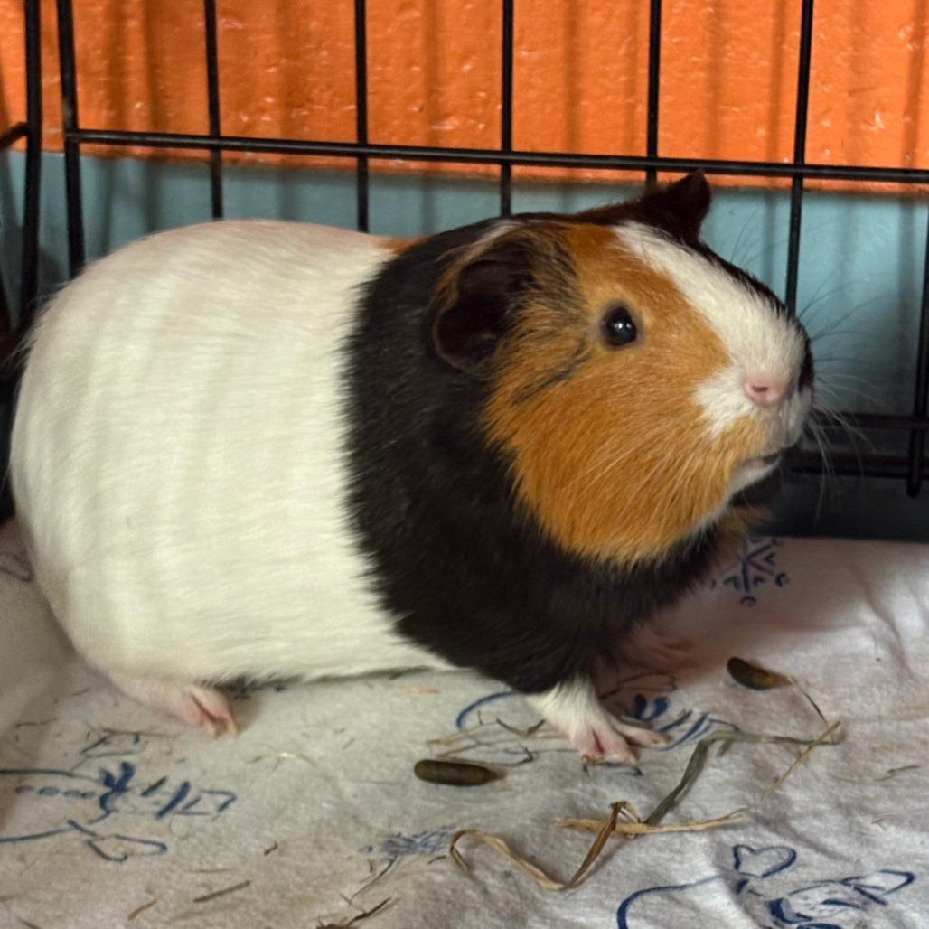 Xxupo, a Adoptable mixed breed in Brockton, MA image 2/2