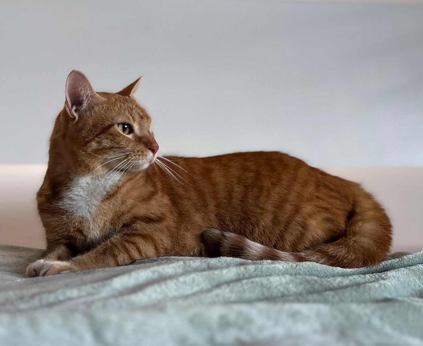 Ronald, a Adoptable American Shorthair in Kearny, NJ image 4/5