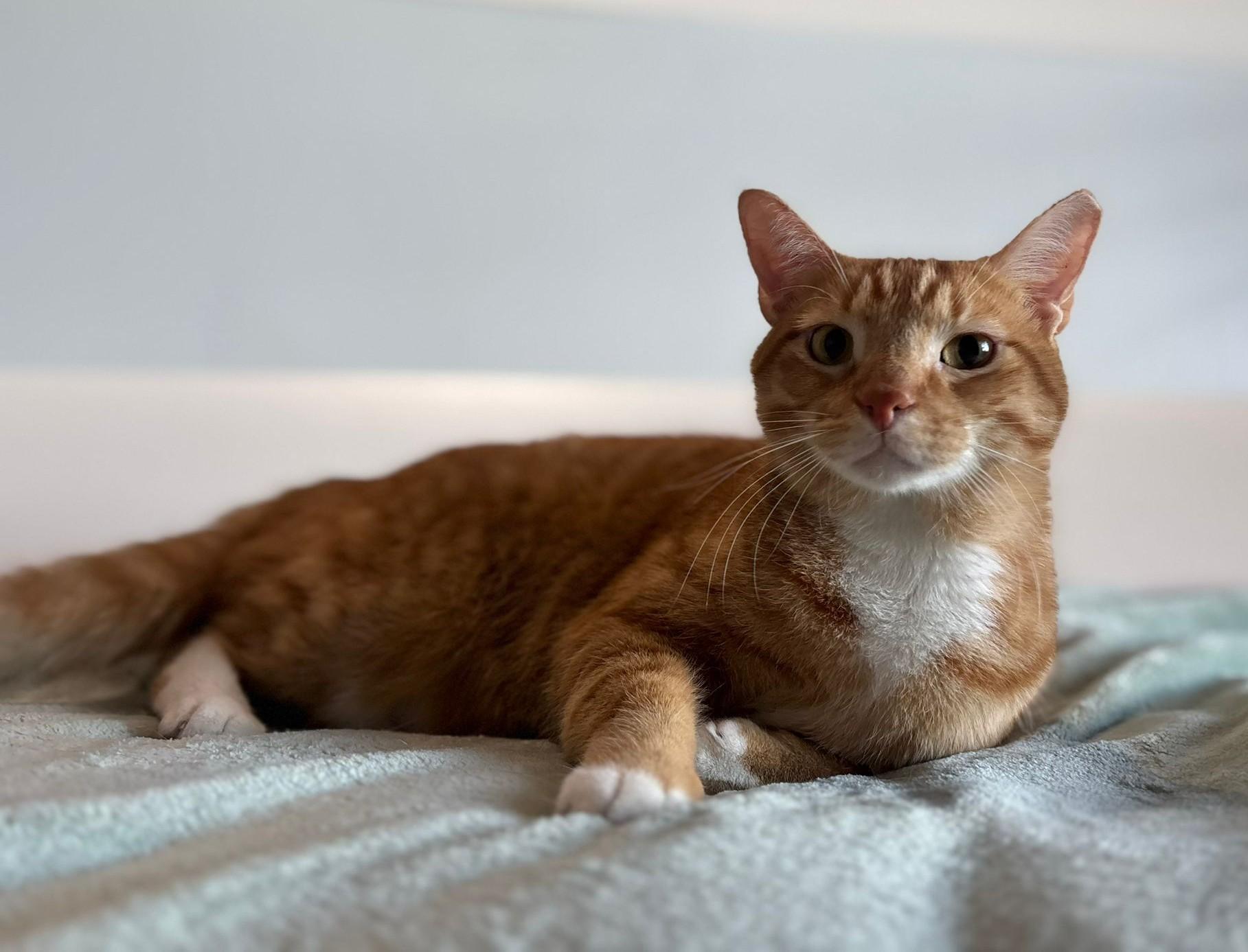 Ronald, a Adoptable American Shorthair in Kearny, NJ image 2/5