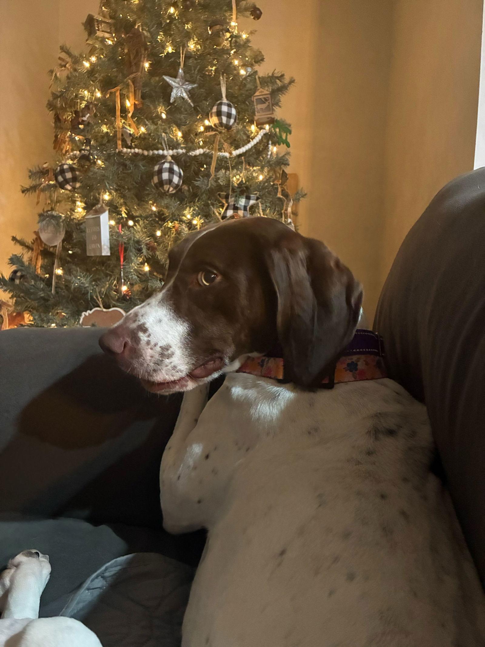 Claire, Adoptable, Young Female German Shorthaired Pointer.