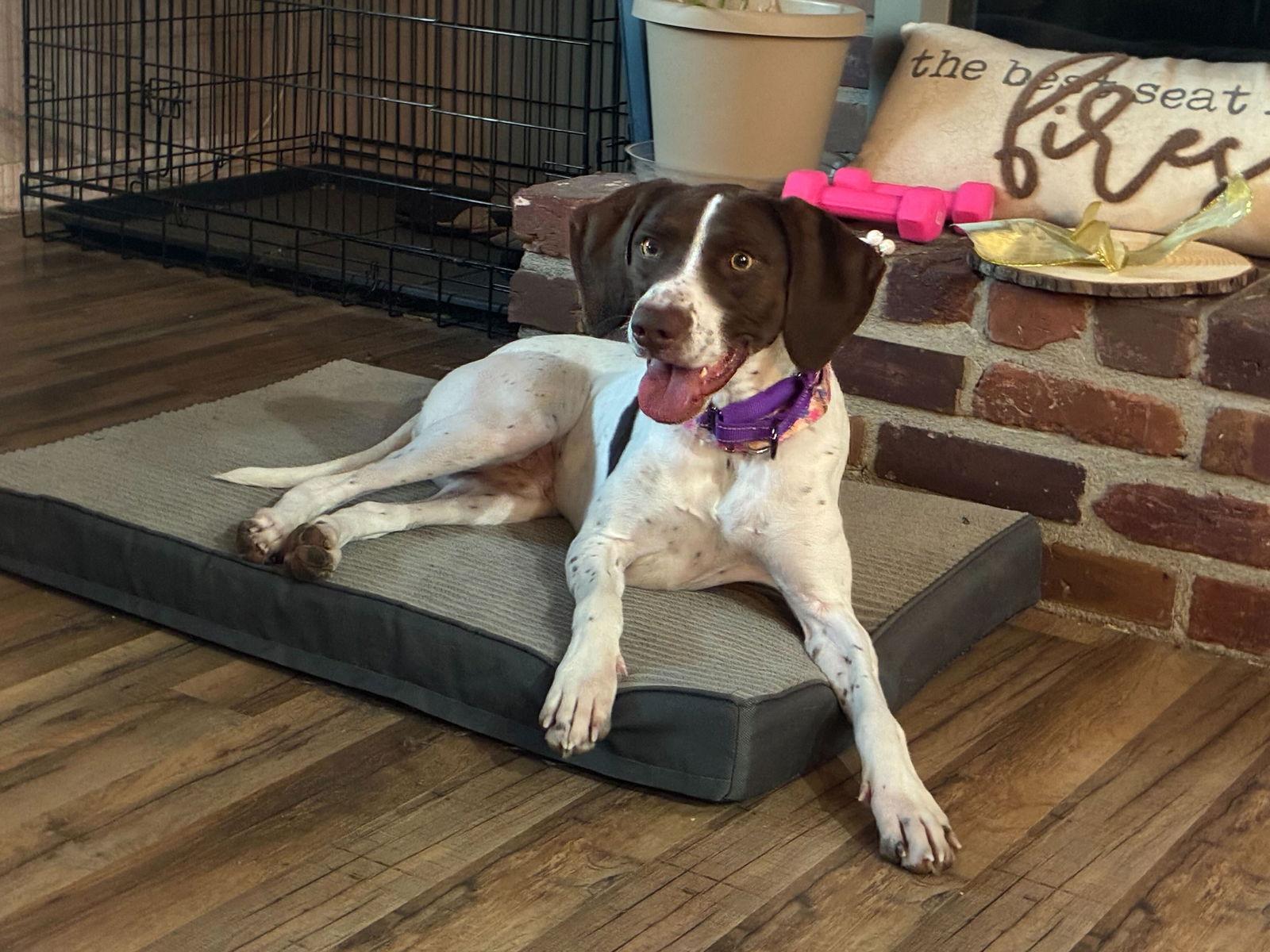Enlarge Claire, a Adoptable German Shorthaired Pointer in Omaha, NE image 2/3