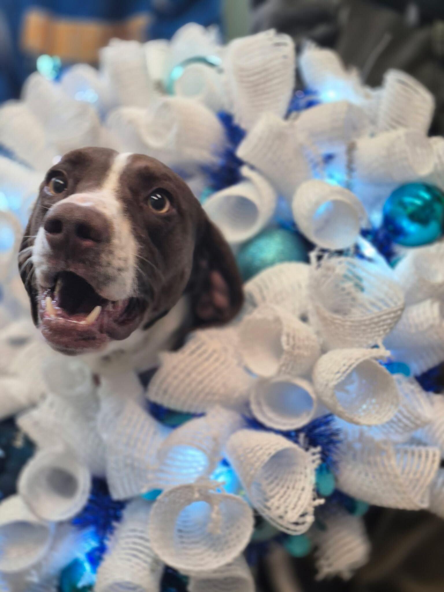 Enlarge Claire, a Adoptable German Shorthaired Pointer in Omaha, NE image 3/3