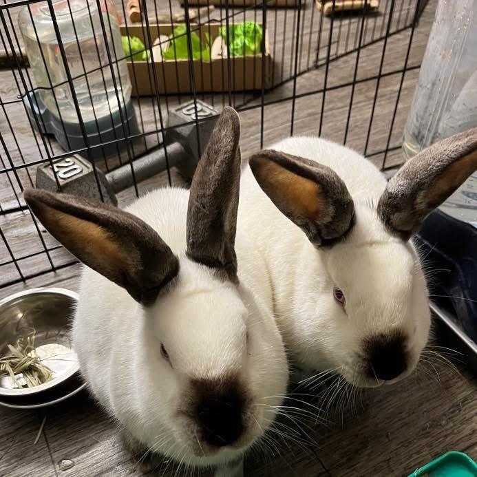 Oompa, Adoptable, Senior Male Californian.