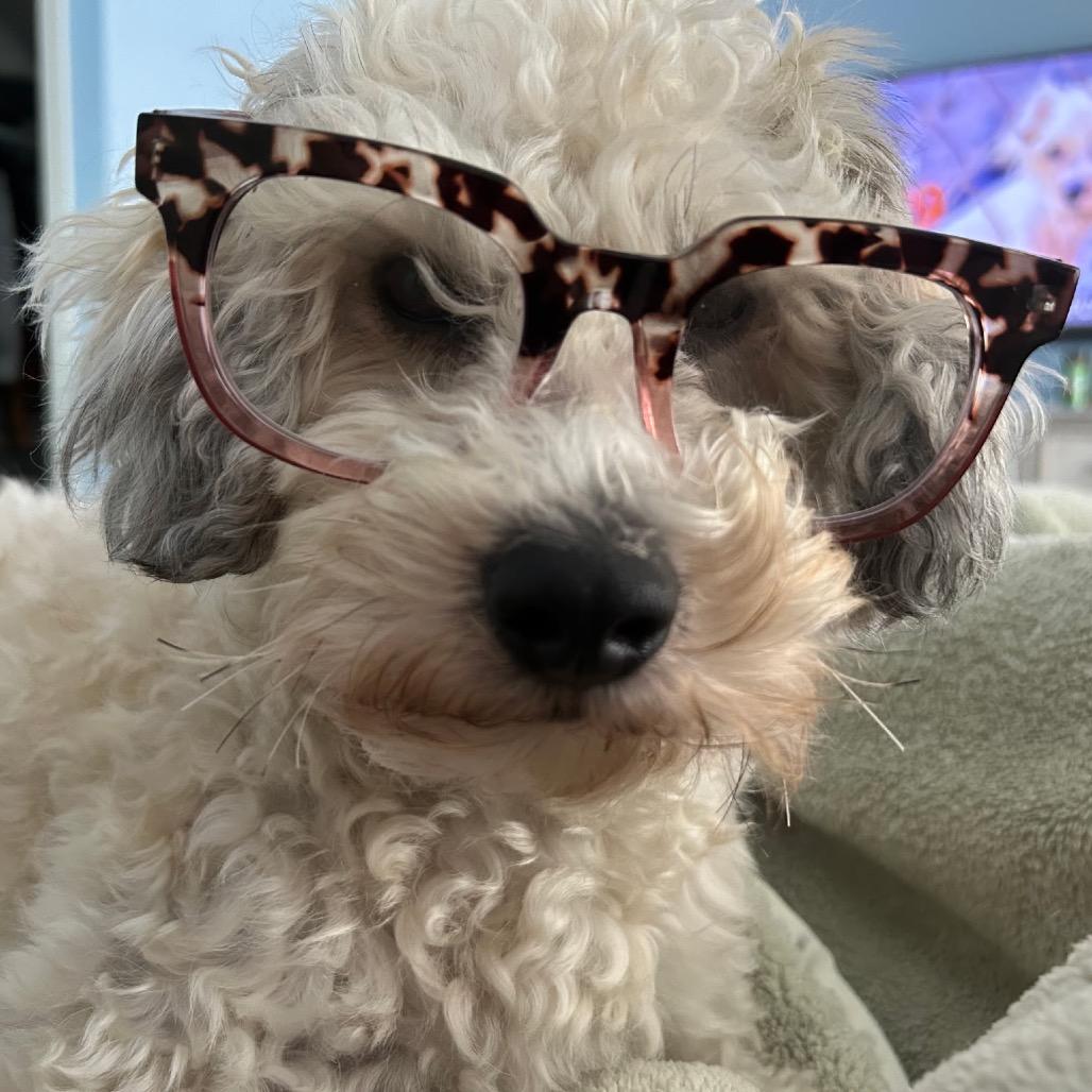 kiwi, Adoptable, Adult Male Miniature Poodle & Australian Shepherd.