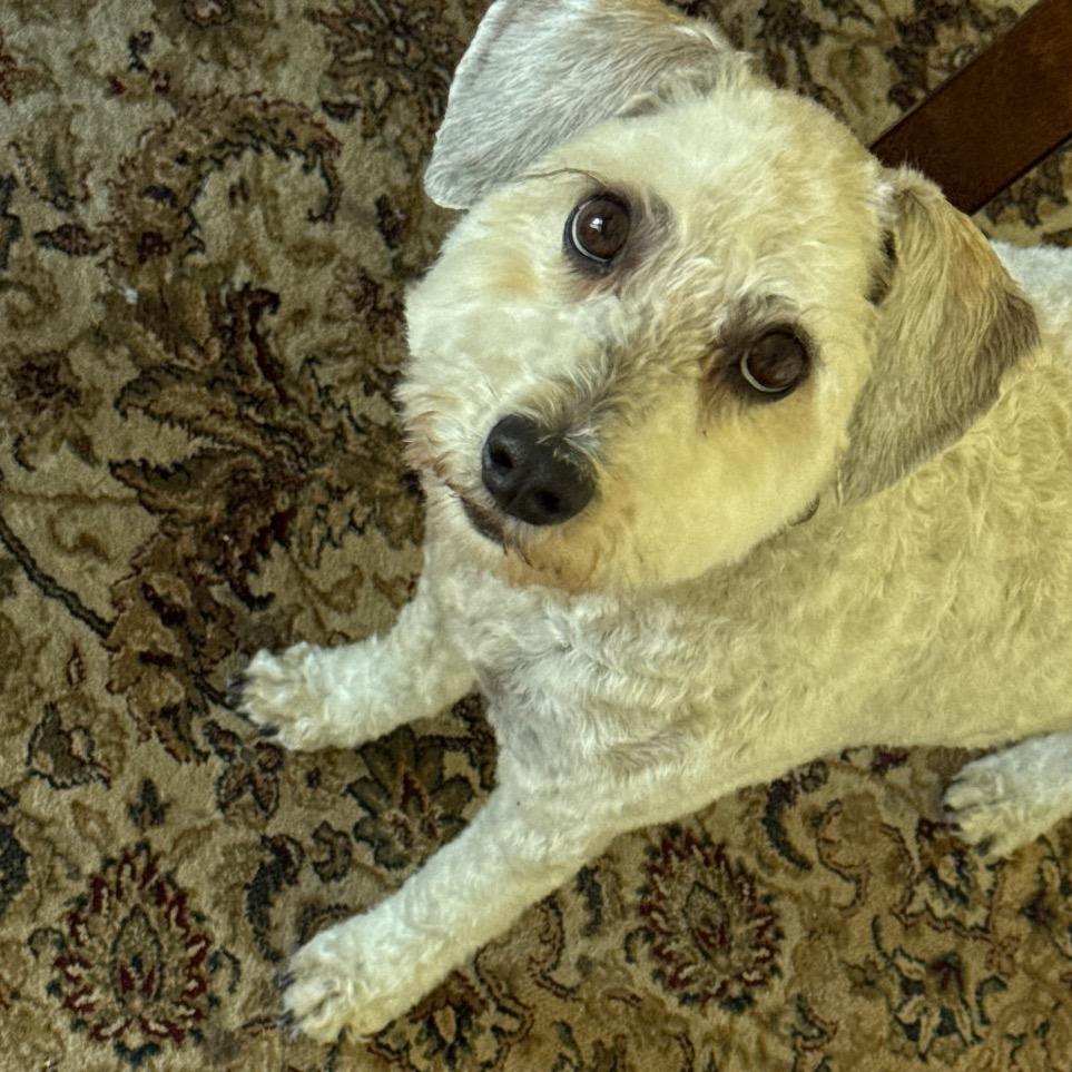 kiwi, a Adoptable mixed breed in Long Beach, CA image 2/3