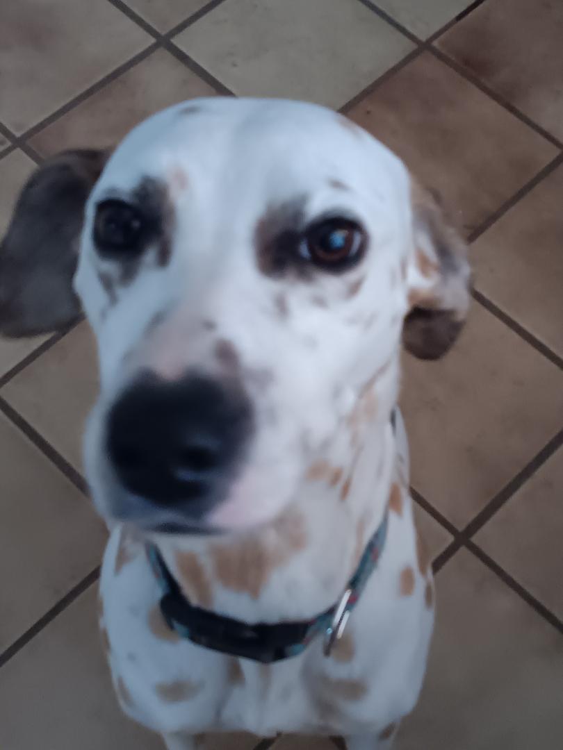 Lexi, ADOPTABLE, Young Female Dalmatian.