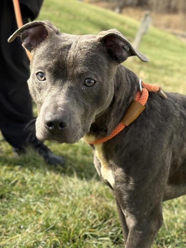 Enlarge Flannel, a Adoptable mixed breed in Lancaster, OH image 2/5
