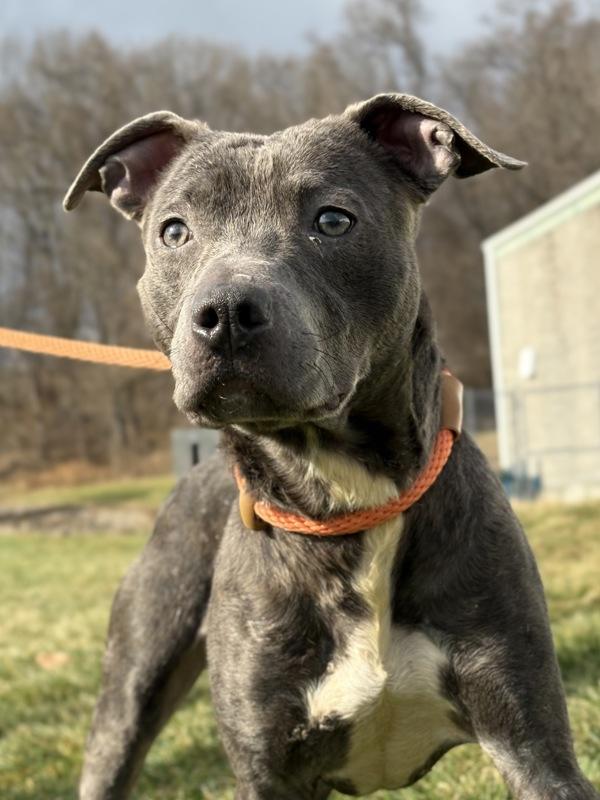 Enlarge Flannel, a Adoptable mixed breed in Lancaster, OH image 4/5
