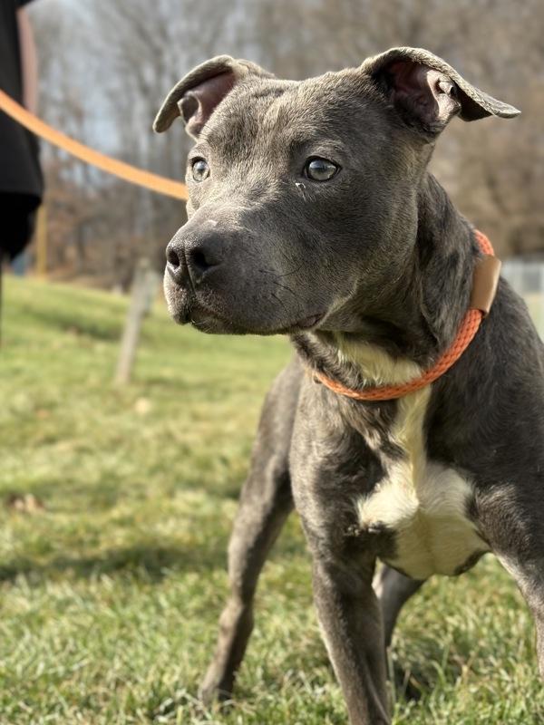 Enlarge Flannel, a Adoptable mixed breed in Lancaster, OH image 5/5
