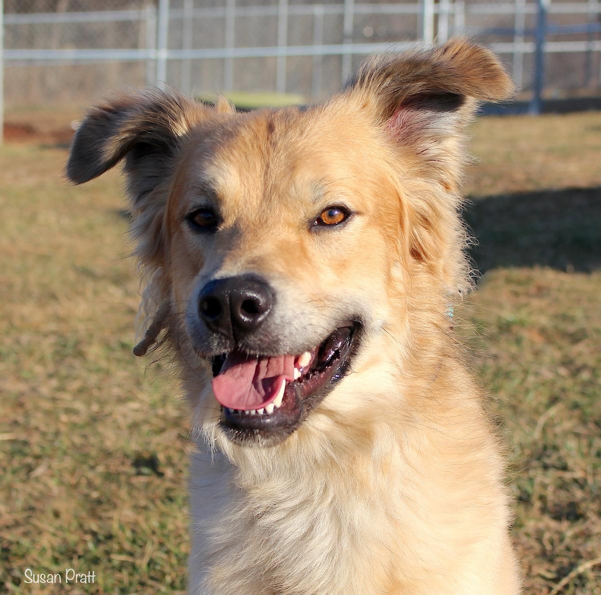 King, adoptable, Adult Male Golden Retriever.