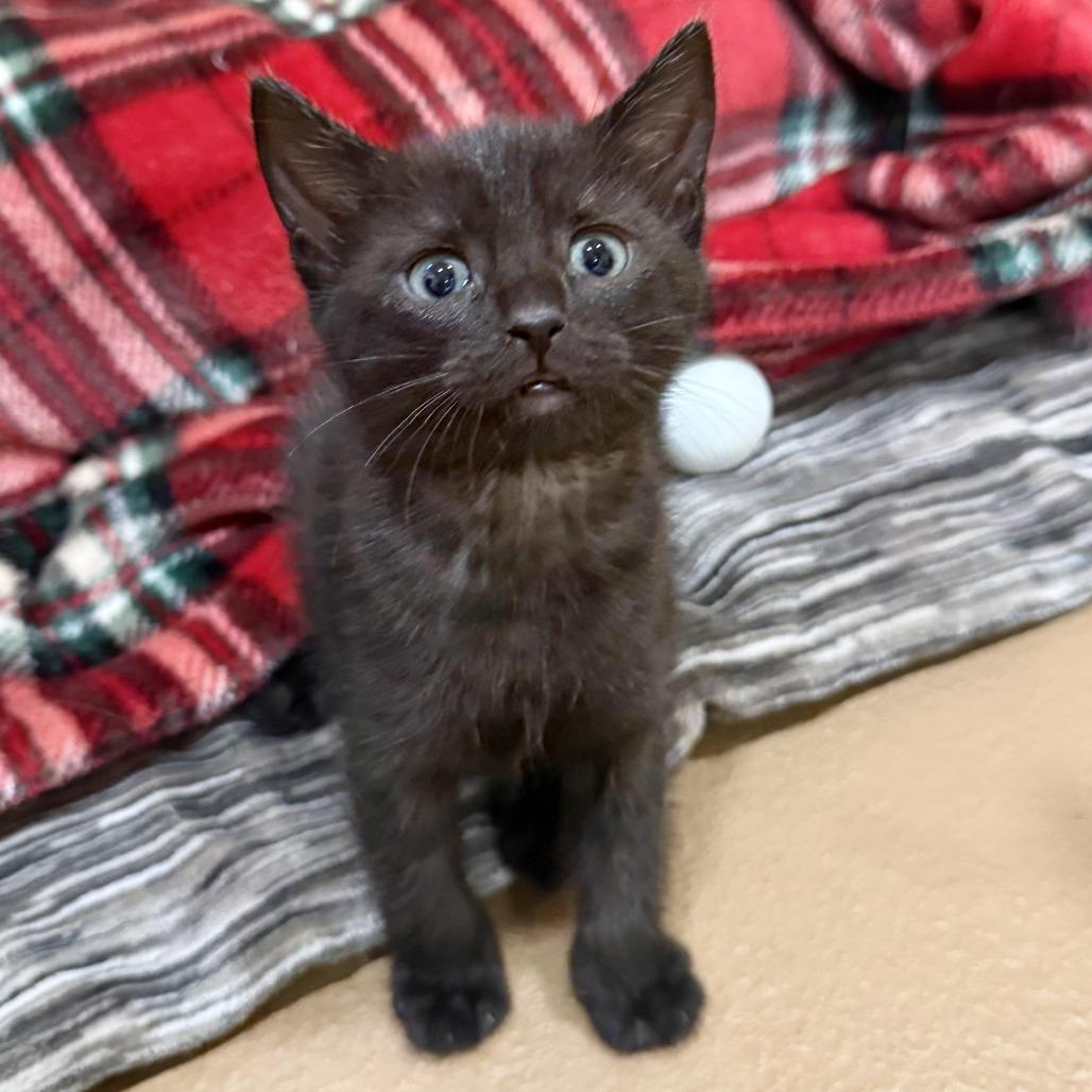Walnut, Adoptable, Kitten Female Domestic Short Hair.