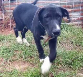 Enlarge A-Bootie, a ADOPTABLE mixed breed in Frankston, TX image 3/4