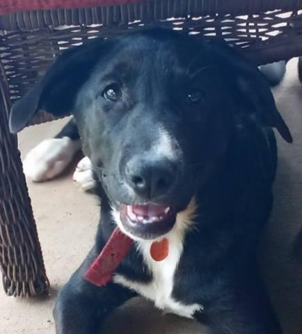 Enlarge A-Bootie, a ADOPTABLE mixed breed in Frankston, TX image 1/4