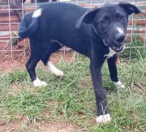 Enlarge A-Bootie, a ADOPTABLE mixed breed in Frankston, TX image 4/4
