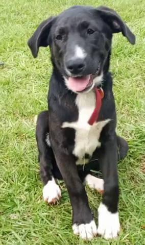 Enlarge A-Bootie, a ADOPTABLE mixed breed in Frankston, TX image 2/4