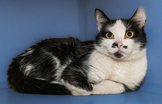 Enlarge ZOE, a Adoptable mixed breed in Cookeville, TN image 1/1