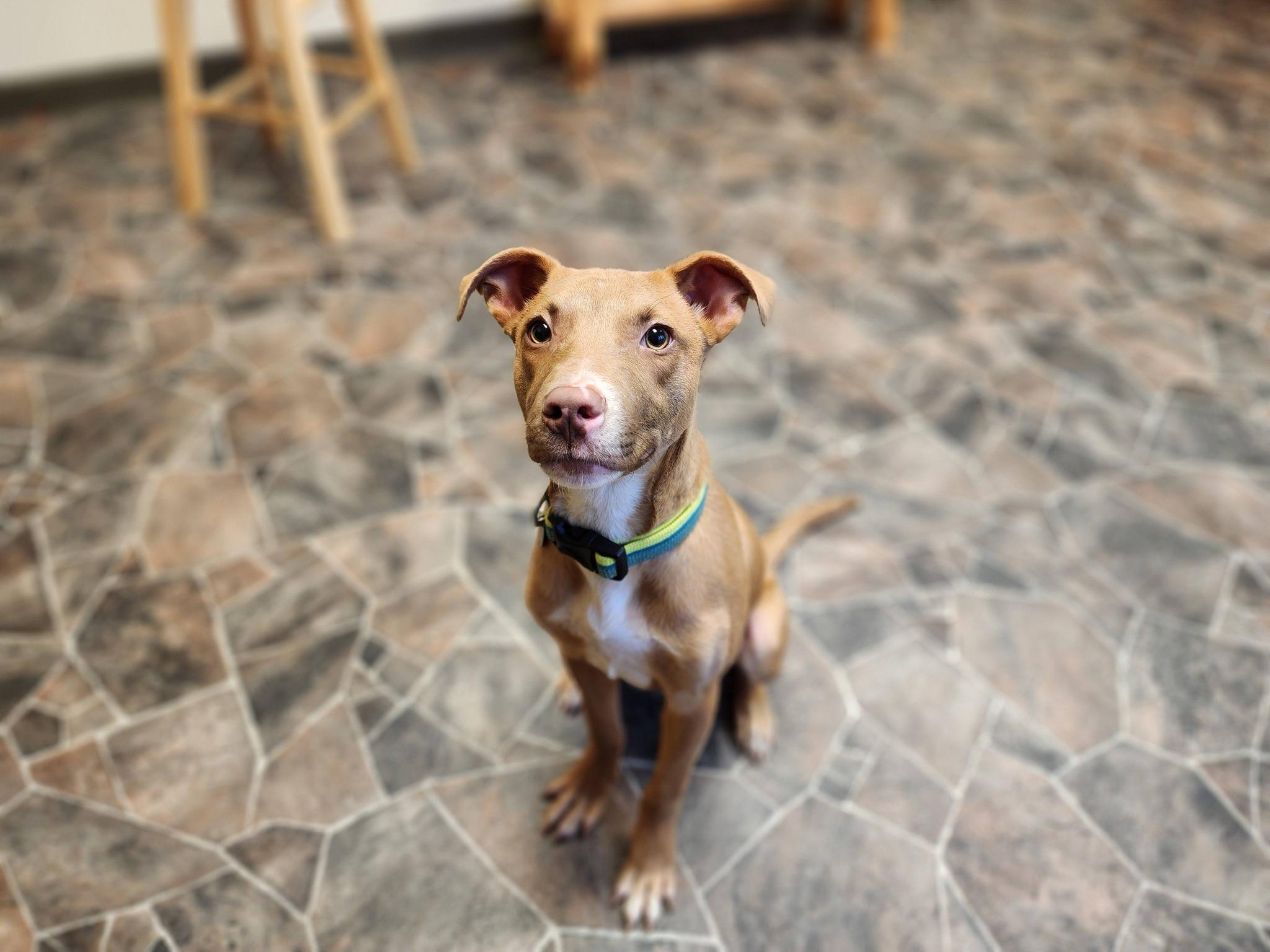 Jack Frost, an adopted mixed breed in Sterling Heights, MI image 1/6