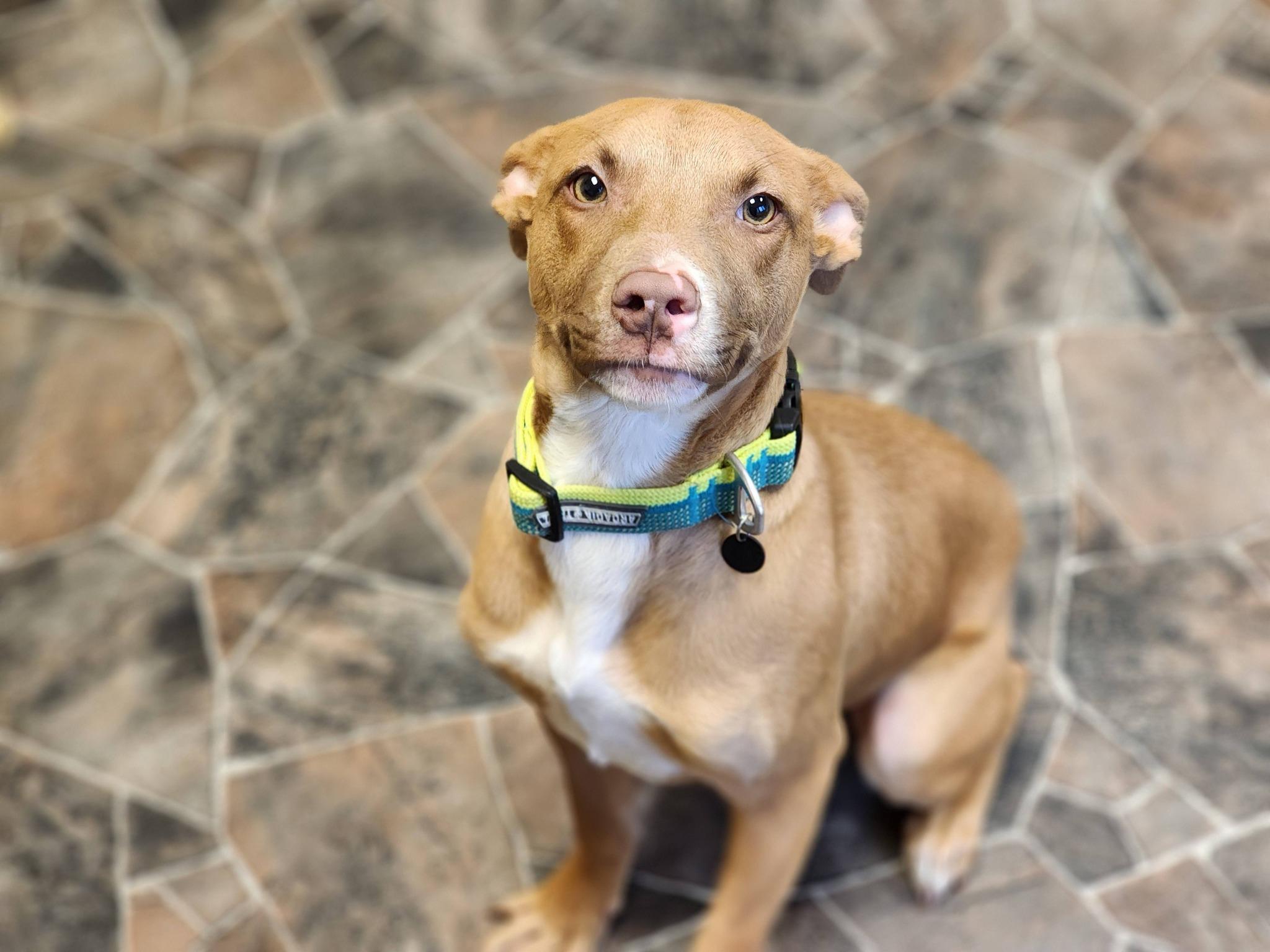 Jack Frost, an adopted mixed breed in Sterling Heights, MI image 3/6