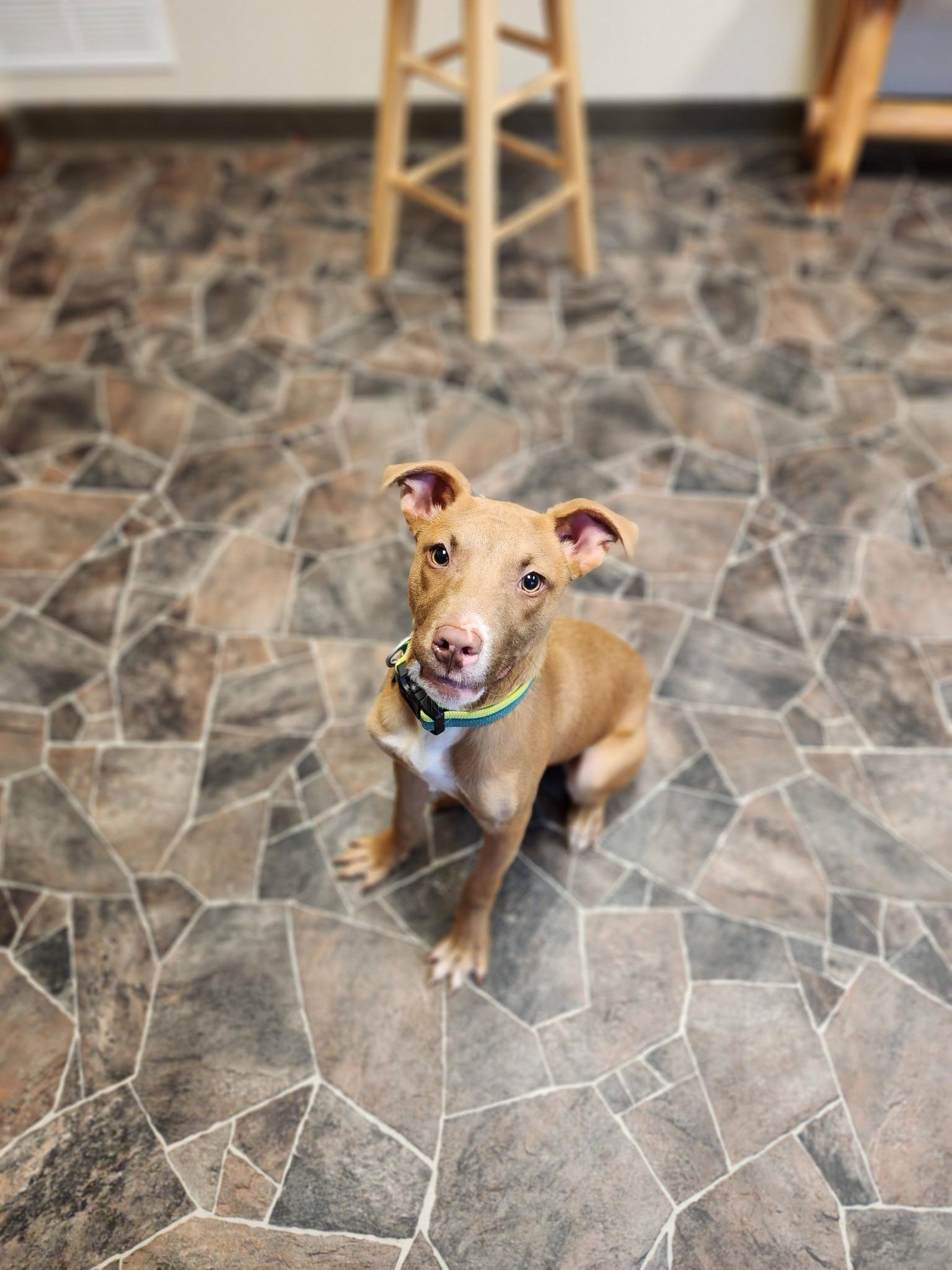 Jack Frost, an adopted mixed breed in Sterling Heights, MI image 5/6