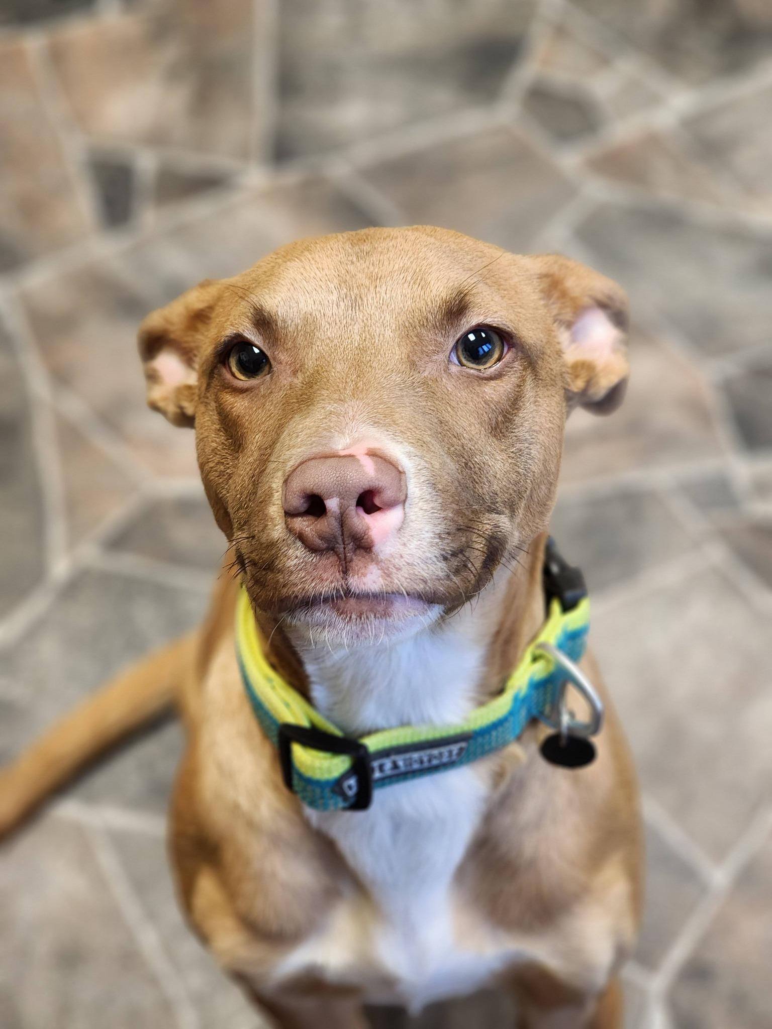 Jack Frost, an adopted mixed breed in Sterling Heights, MI image 2/6