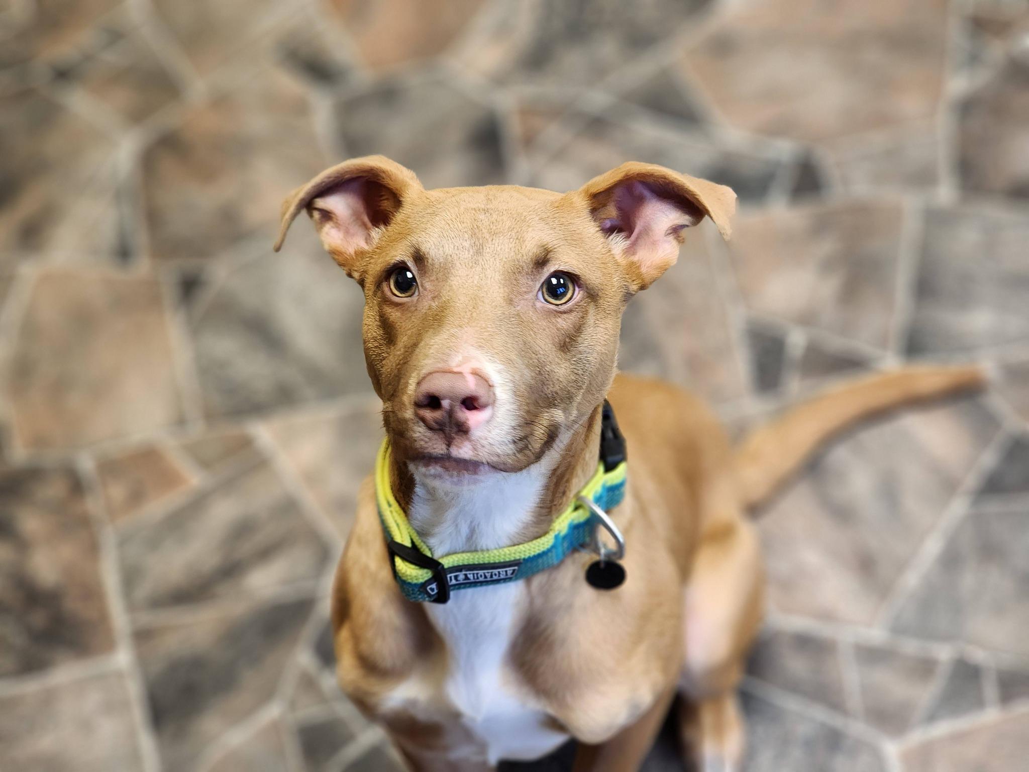 Jack Frost, an adopted mixed breed in Sterling Heights, MI image 4/6