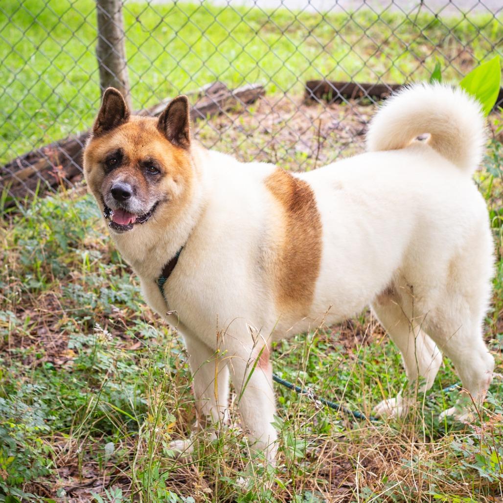 Akitas for Adoption in Leakesville, Mississippi | Petfinder