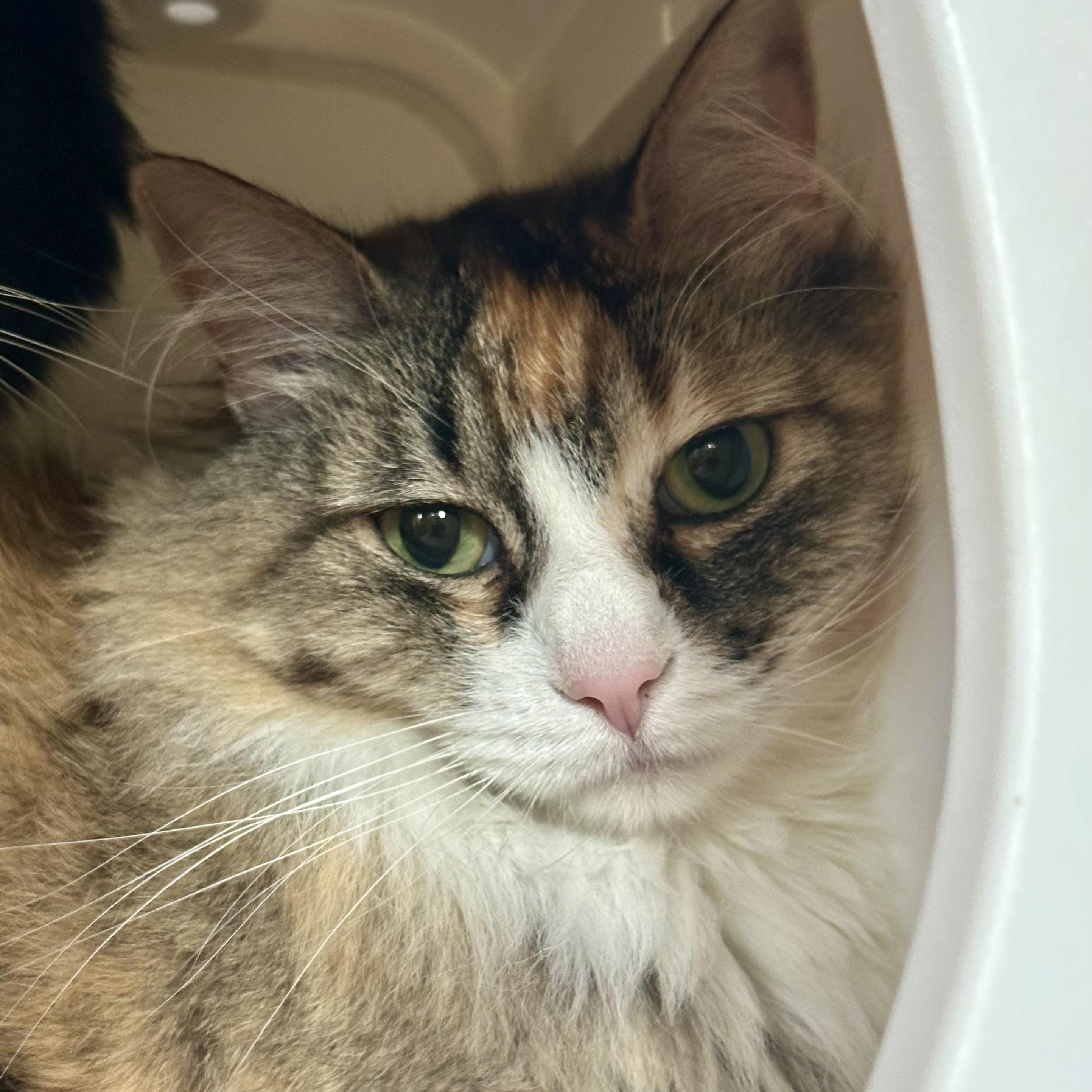 Heidi (and Moose), an adoptable Domestic Long Hair in Santa Fe, NM, 87501 | Photo Image 1