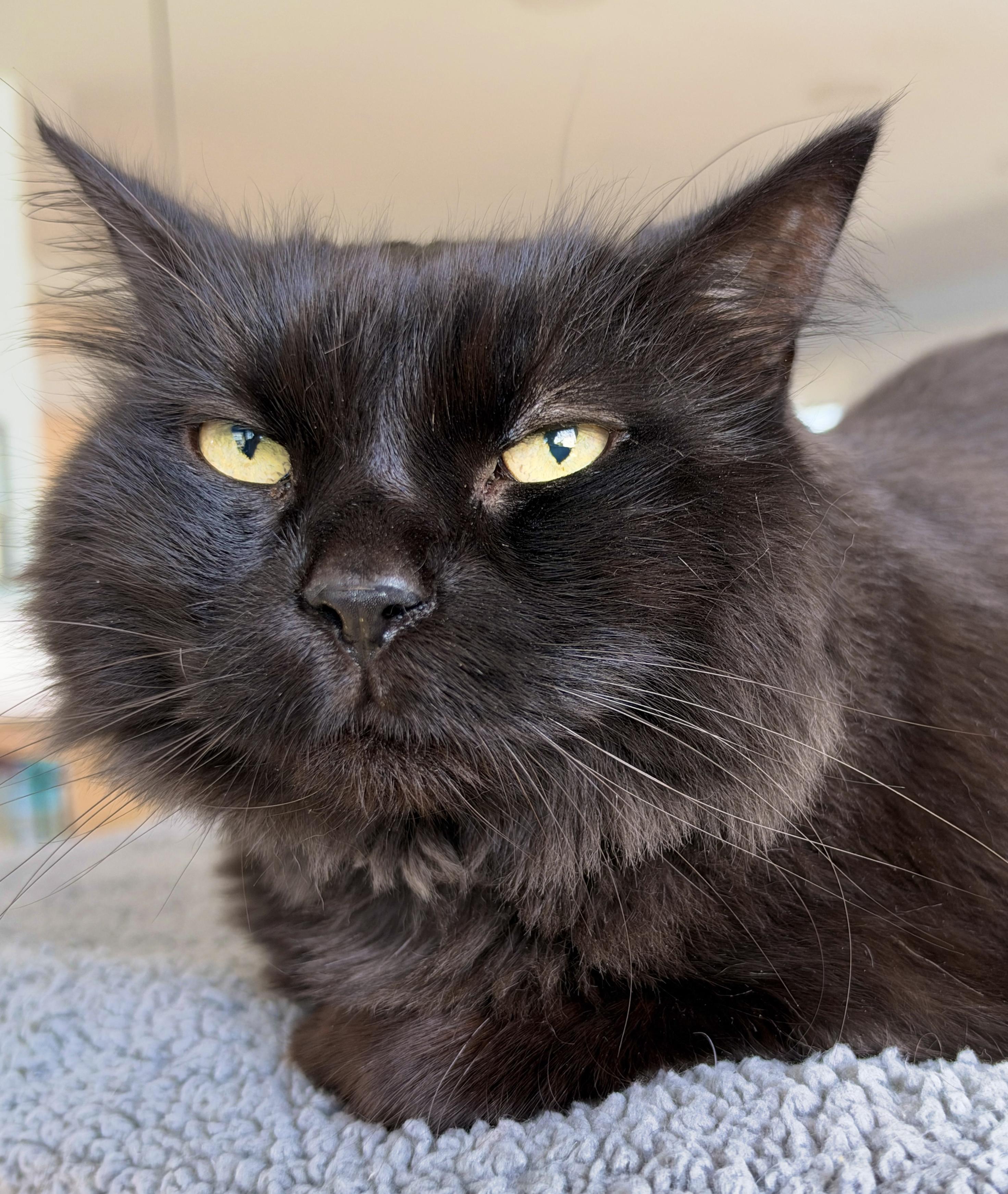 Enlarge Chanel, a Adoptable Domestic Medium Hair in Hull, MA image 2/3