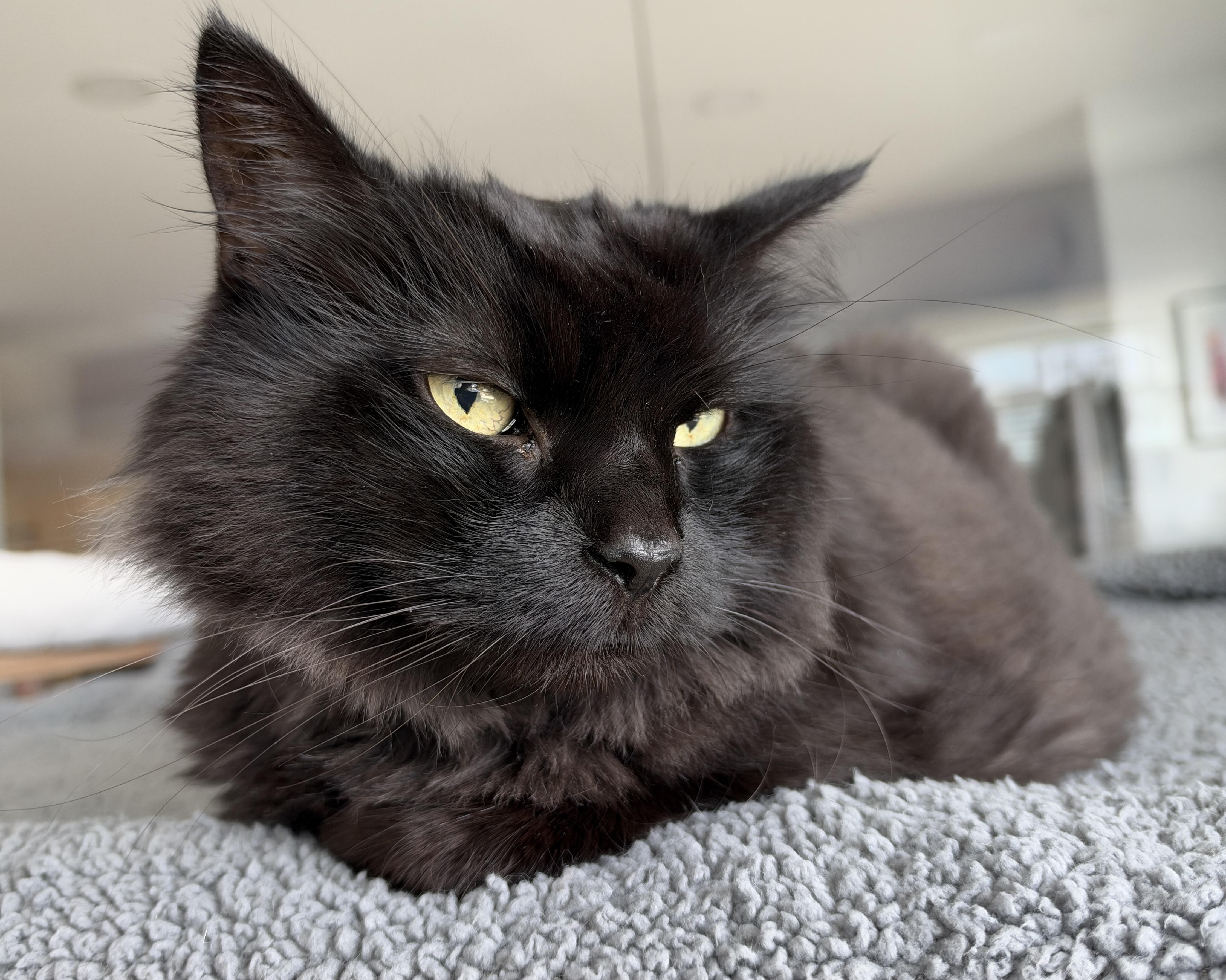 Enlarge Chanel, a Adoptable Domestic Medium Hair in Hull, MA image 3/3