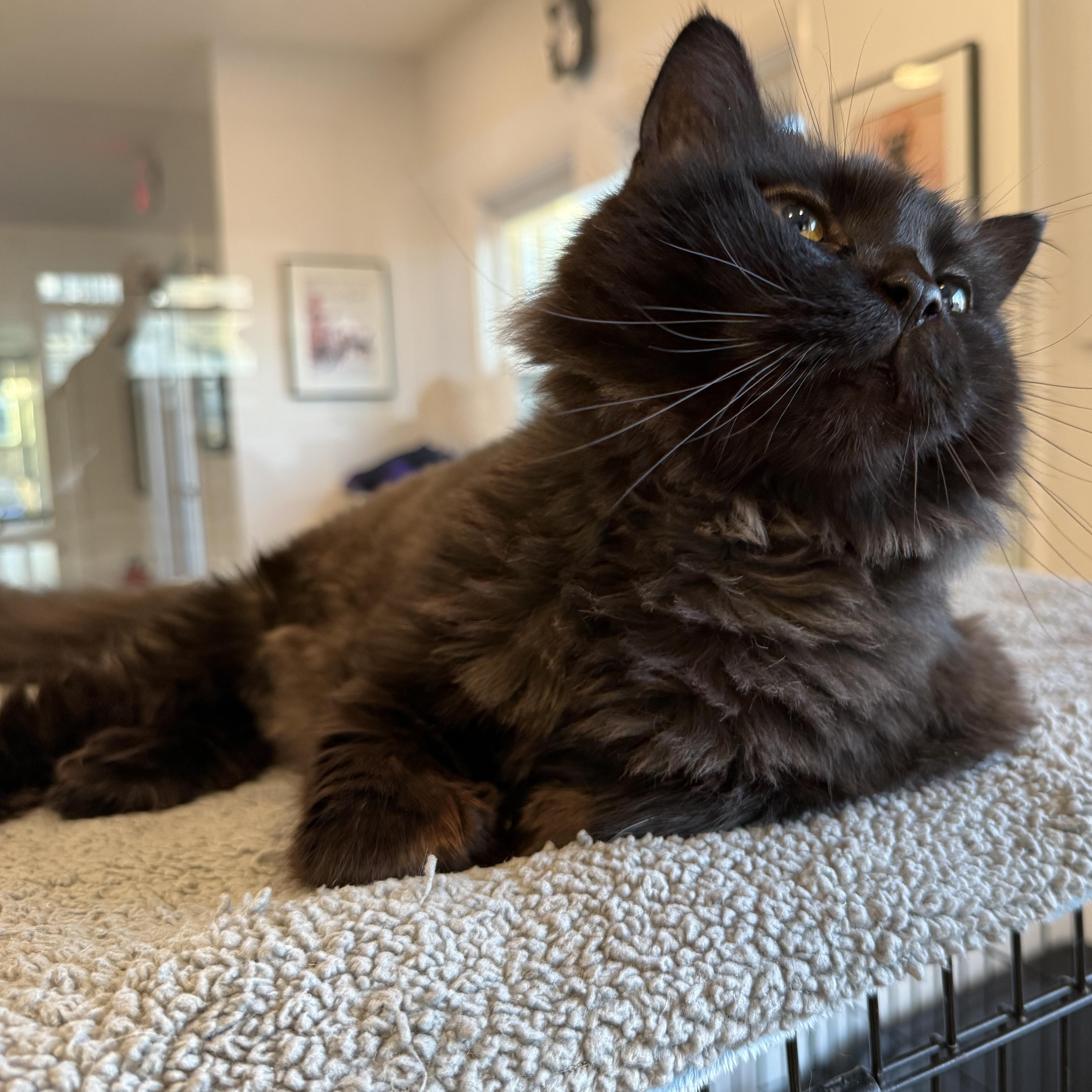 Enlarge Chanel, a Adoptable Domestic Medium Hair in Hull, MA image 1/3