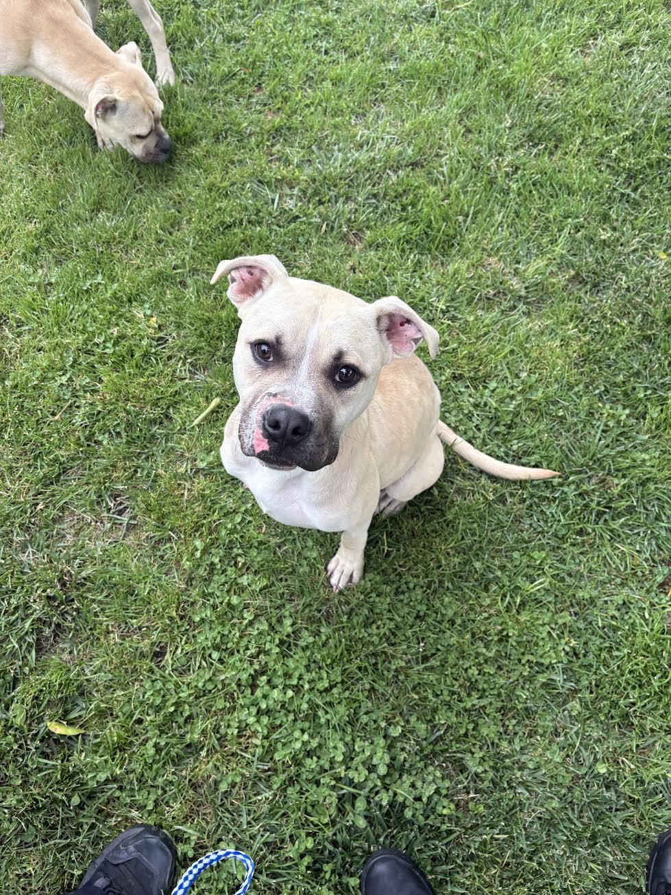 Mario, ADOPTABLE, Adult Male Pit Bull Terrier.