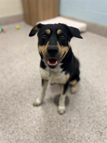 Enlarge EROS, a Adoptable mixed breed in Brighton, CO image 1/1