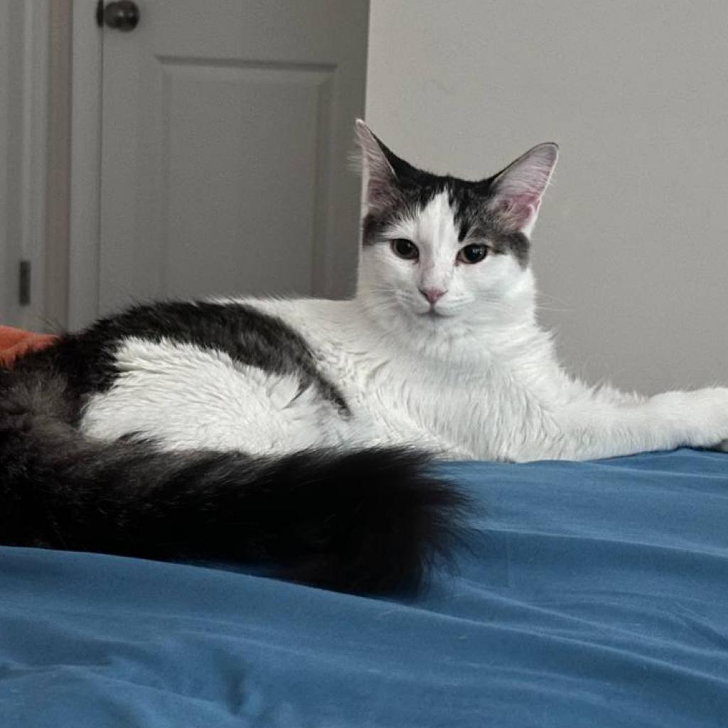Enlarge Revlon Franklin (bonded w/Tacoma Franklin), a Adoptable Domestic Medium Hair in Merrifield, VA image 2/2