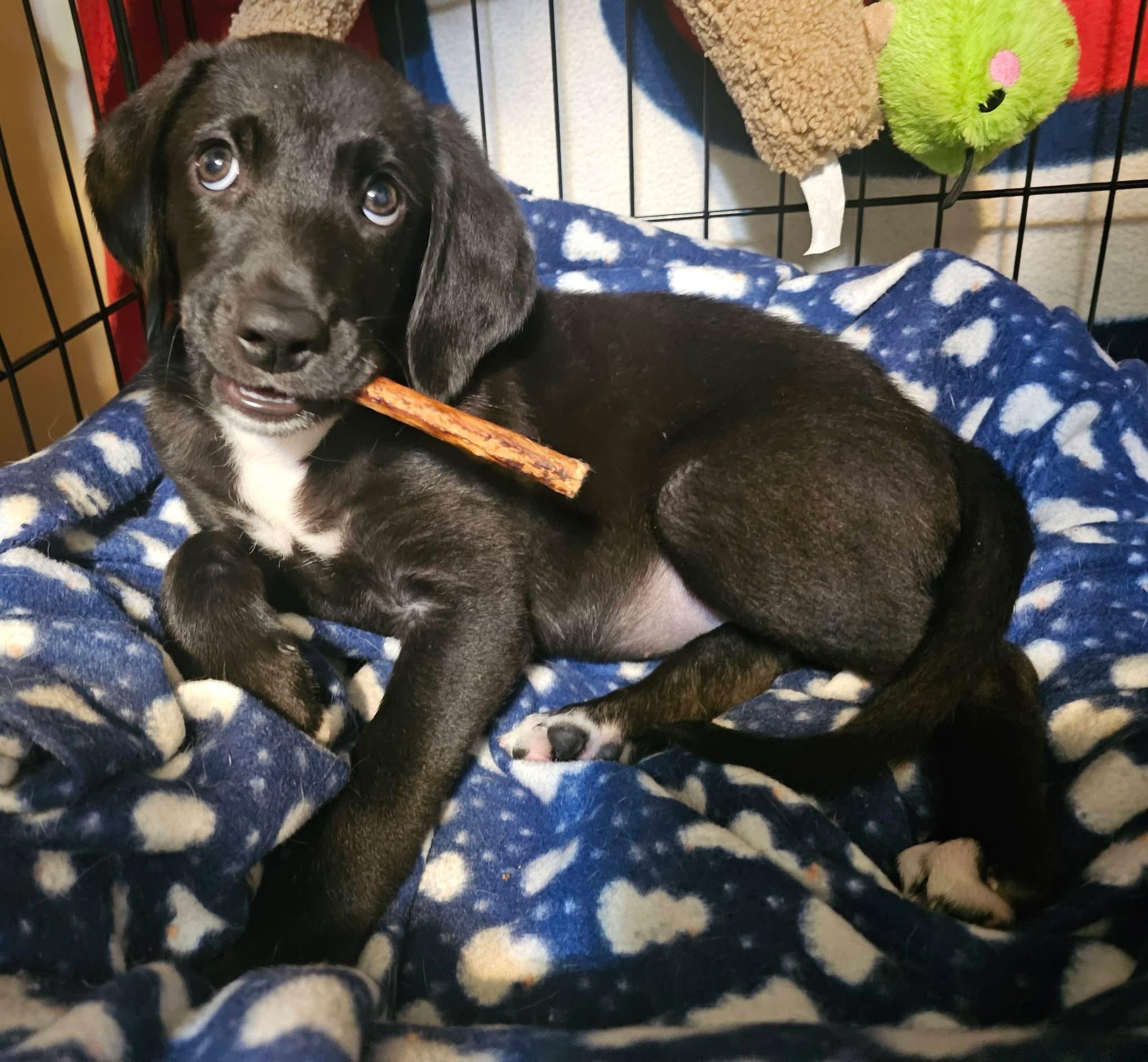 Enlarge Chevy (in a FOSTER home), a ADOPTABLE mixed breed in Springfield, IL image 2/3