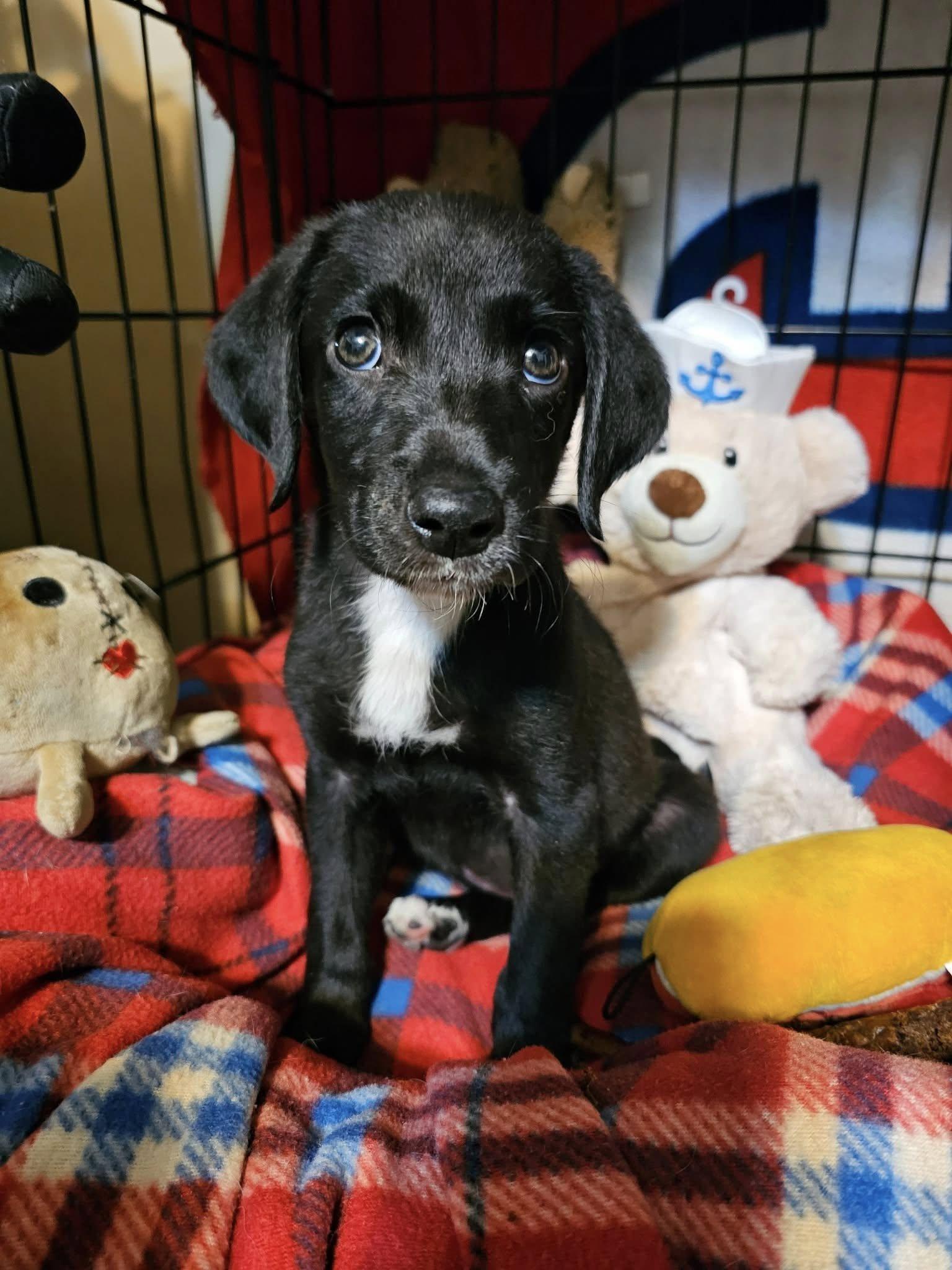 Enlarge Chevy (in a FOSTER home), a ADOPTABLE mixed breed in Springfield, IL image 3/3