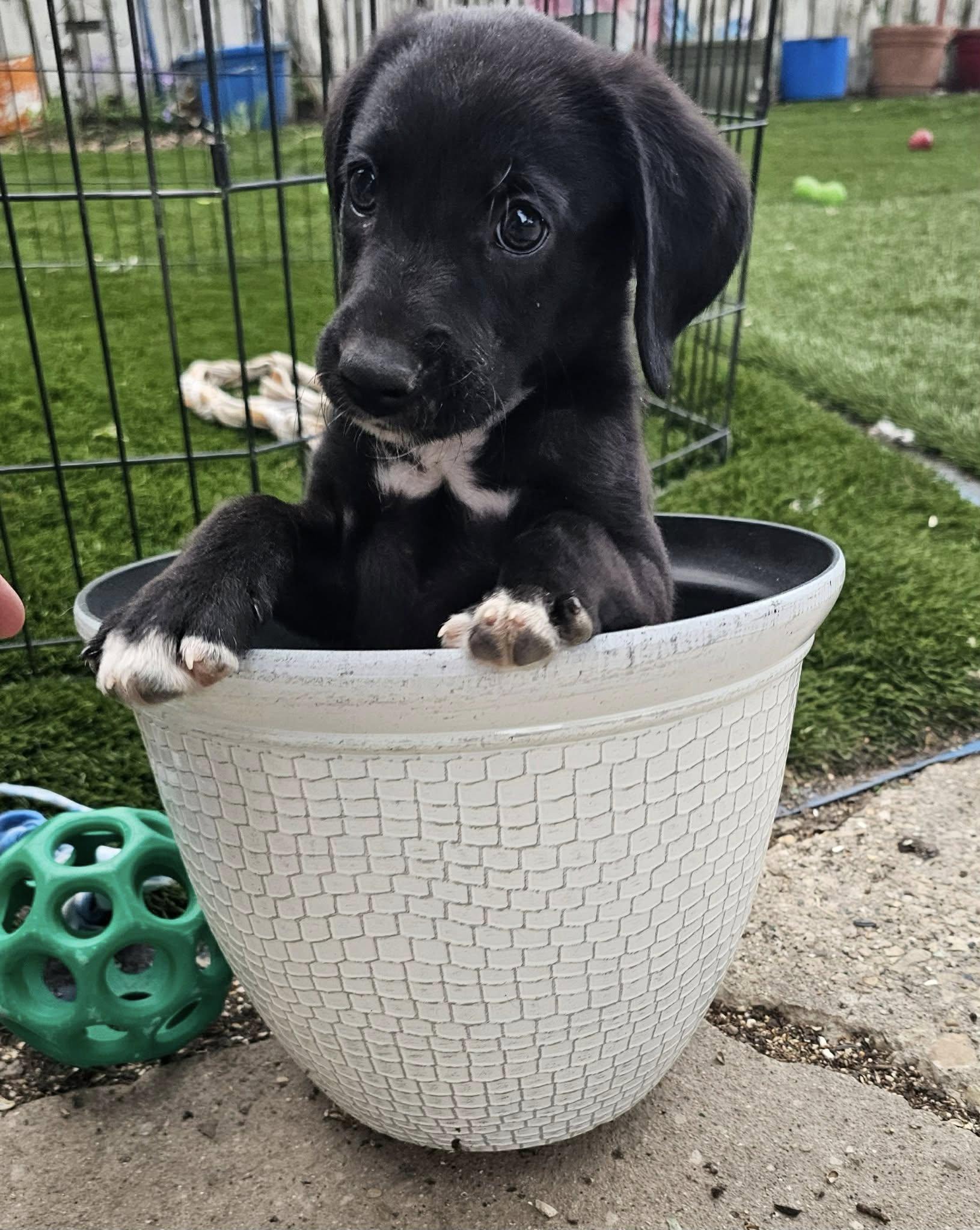 Chevy (in a FOSTER home), ADOPTABLE, Puppy Female Border Collie.