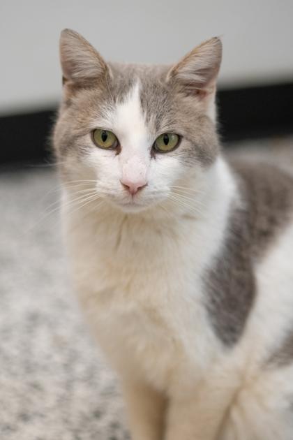 Everett — thumbnail 2