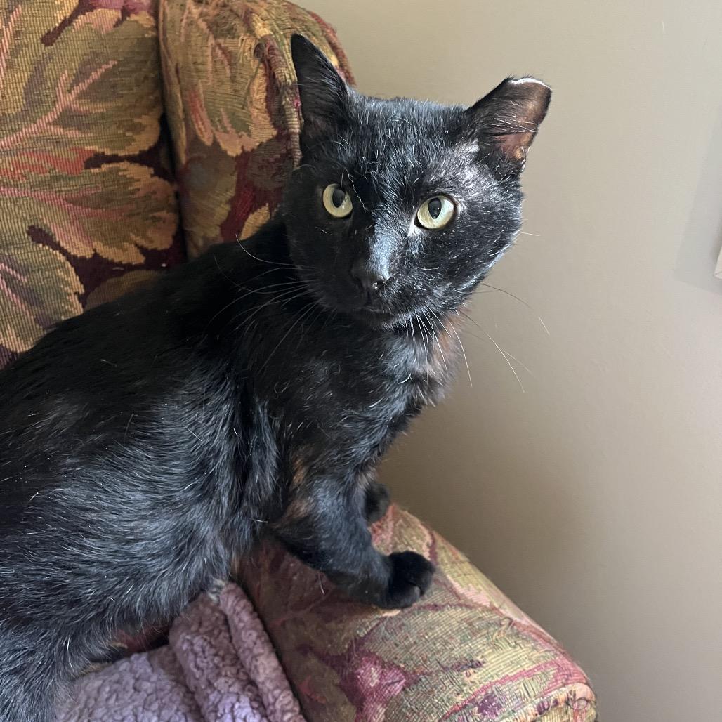 Ranger (cat), Adoptable, Adult Male Domestic Short Hair.