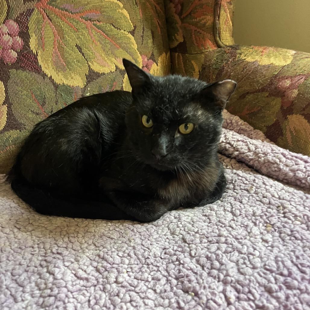 Ranger (cat), a Adoptable Domestic Short Hair in Overland Park, KS image 2/5