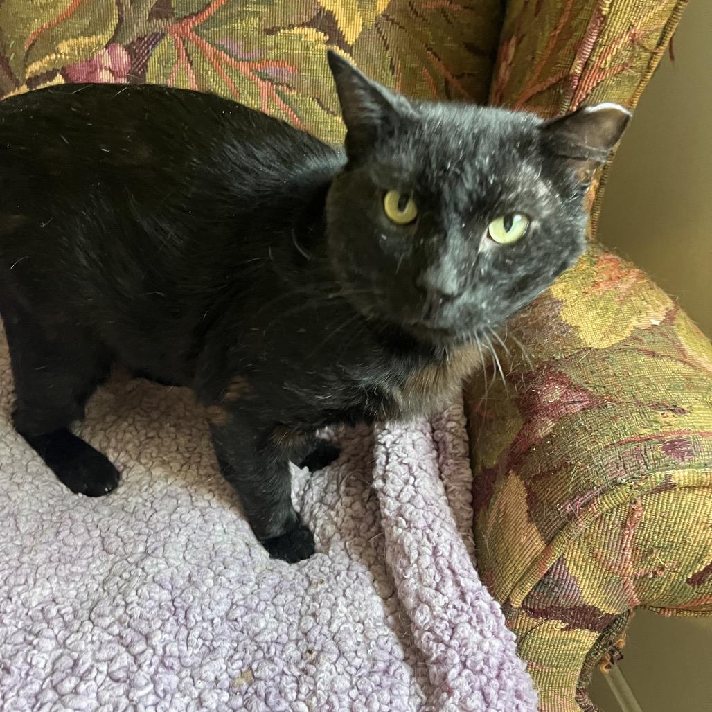 Ranger (cat), a Adoptable Domestic Short Hair in Overland Park, KS image 3/5