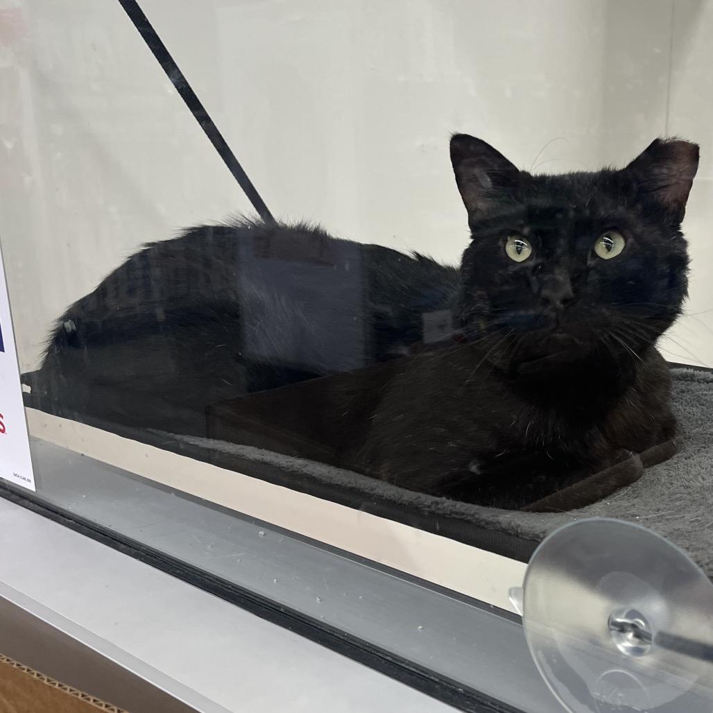 Enlarge Ranger, a Adoptable Domestic Short Hair in Overland Park, KS image 3/5