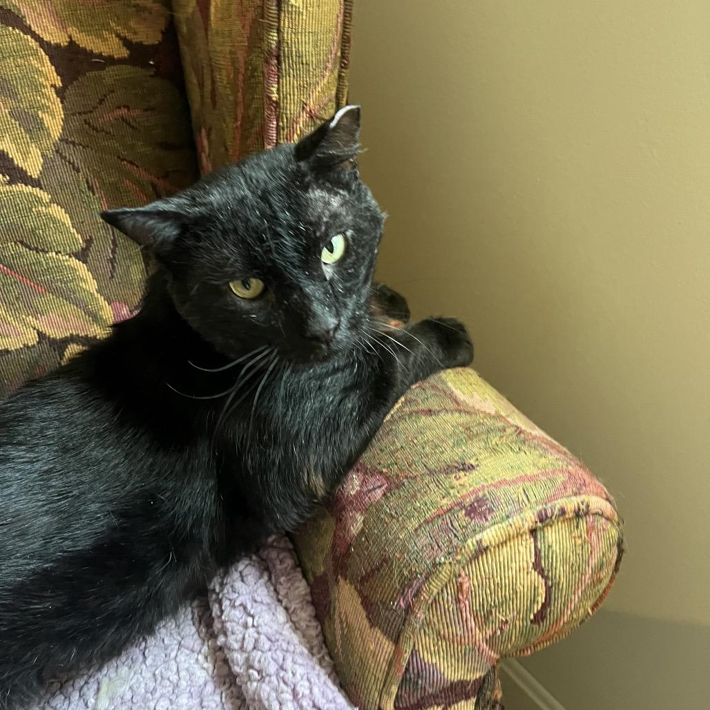 Ranger (cat), a Adoptable Domestic Short Hair in Overland Park, KS image 4/5