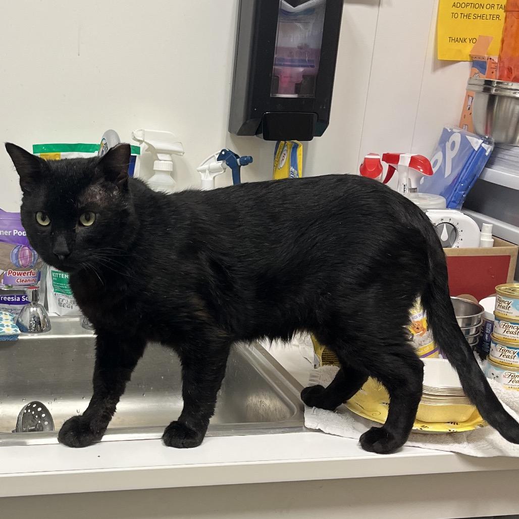 Enlarge Ranger, a Adoptable Domestic Short Hair in Overland Park, KS image 4/5