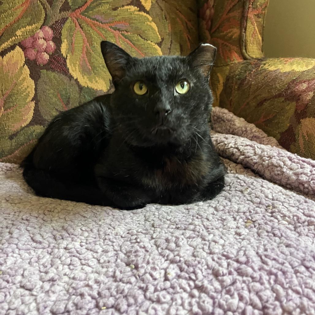 Ranger (cat), a Adoptable Domestic Short Hair in Overland Park, KS image 5/5