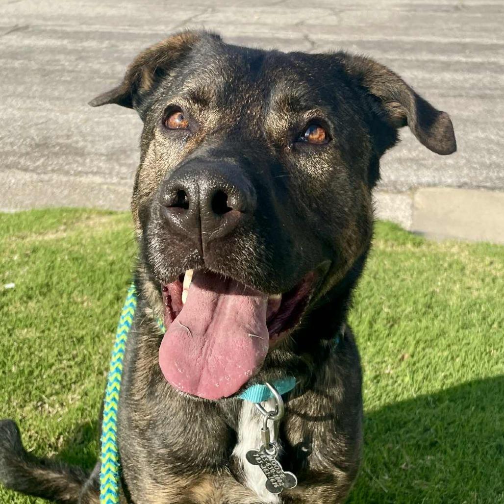 Atherton, Adoptable, Adult Male Pit Bull Terrier & Shepherd.