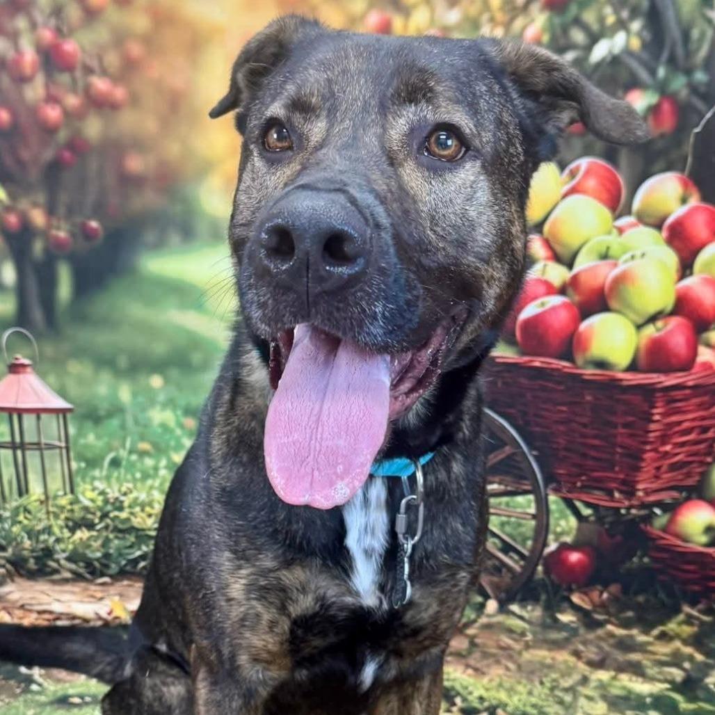 Enlarge Atherton, a Adoptable mixed breed in Wichita, KS image 1/4