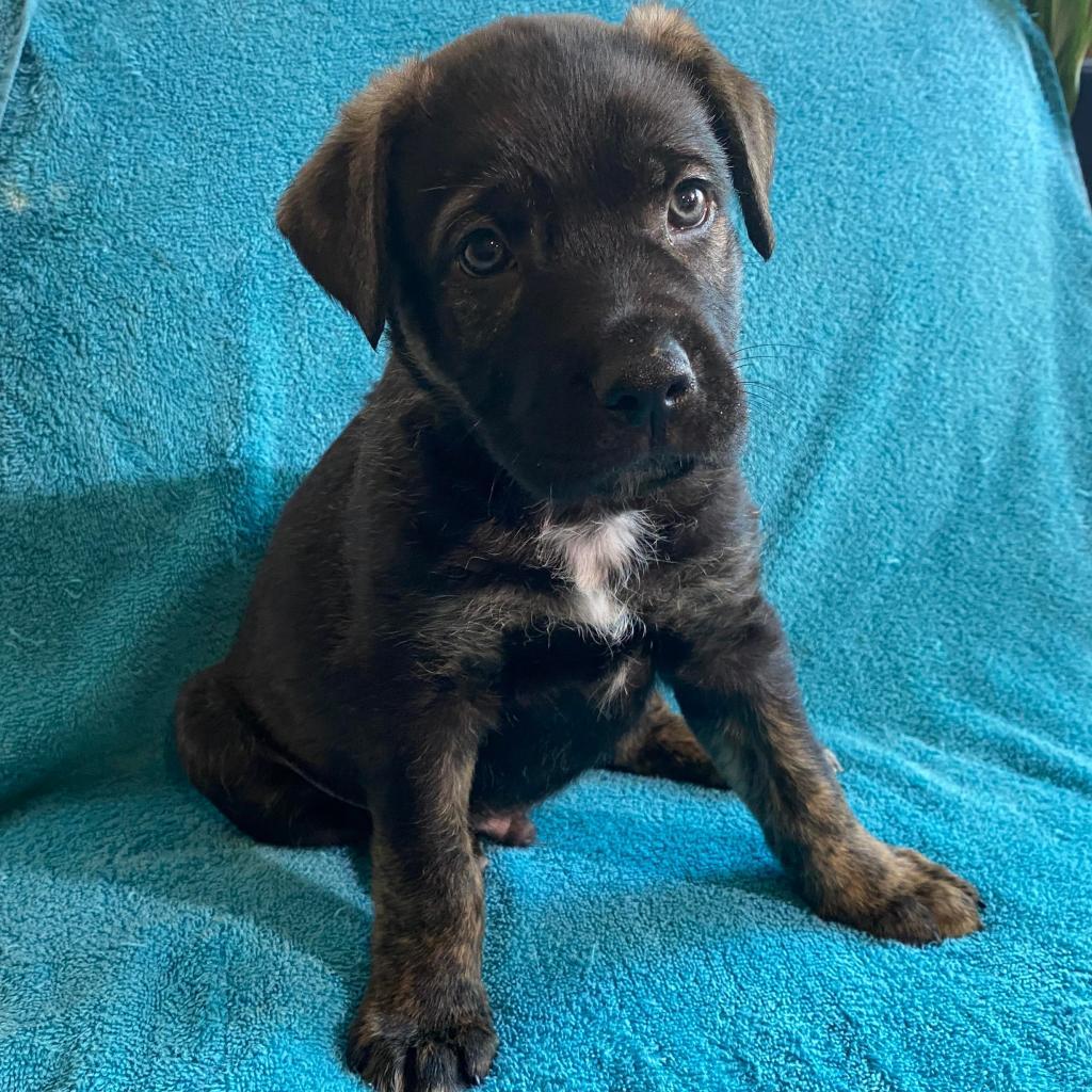 Enlarge Atherton, a Adoptable mixed breed in Wichita, KS image 2/4