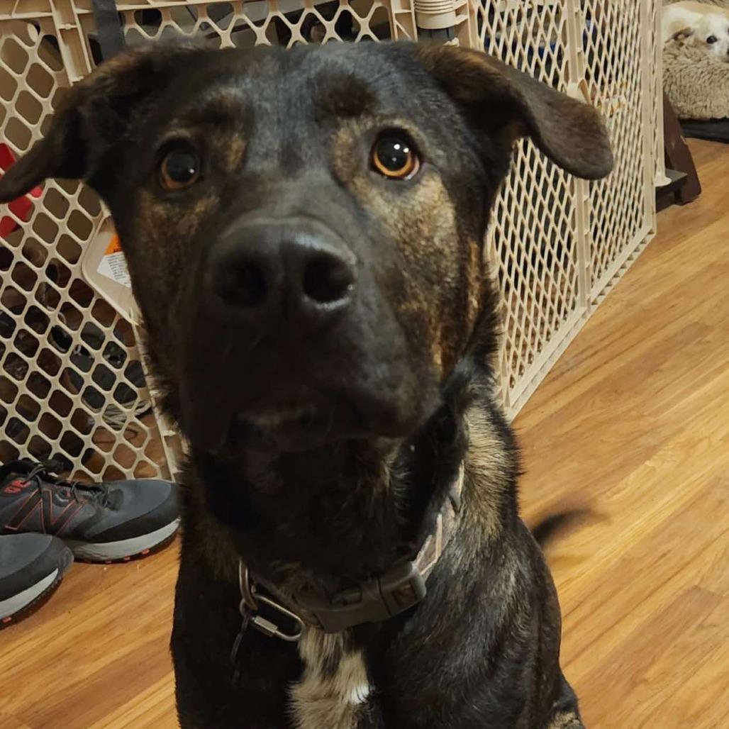 Enlarge Atherton, a Adoptable mixed breed in Wichita, KS image 3/4